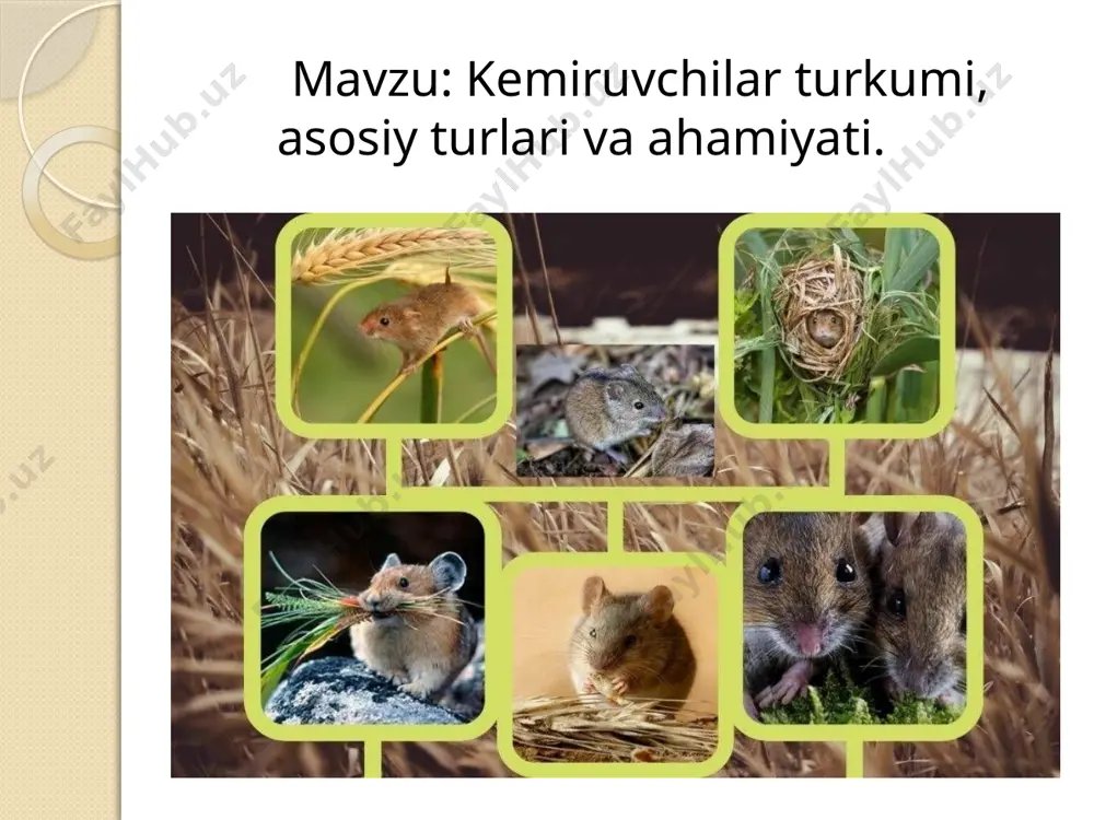 tiyin juda qattiq sovuqda “gayna” deb ataladigan uyasidan bir necha kun chiqmaydi. tiyin mo’ynali hayvonlarning asosini tashkil etadi. olasichqon (eutamias vulgaris) tiyindan kichikroq, tanasi yo’l-yo’l, yerda va daraxtda yashaydi. yumronqoziqlar tanasi 14-40sm, dumi 4-25sm. rangi oqish,qum rangda. asosan yerda yashaydi. 20dan ortiq turi bor. shundan sariq yumronqoziq qozog’iston va o’rta osiyo cho’llarida tarqalgan. hamma yumronqoziqlar kunduzi faol, qishda uyquga ketadi. sariq yumronqoziq 4 oy davomida uyqusiz bo’ladi. aksariyat turlari g’allachilik xo’jaligiga zarar keltiradi, xavfli kasalliklar tarqatadi. o’simliklarning yer usti, yer osti qismlari bilan oziqlanadi, urug’larini yig’adi. yiliga 1marta urchiydi, 5-8 ta bola tug’adi. yrik turlari terisi uchun ovlanadi. sariq yumronqoziq ( citellus fulvus ) sug’urlar (marmota) tanasining uzunligi 60sm, dumi 20sm, og’irligi 2,5-9kg,15 turi bor. bo’yni kalta, ko’zi katta, quloq suprasi kichik. junlari qalin va uzun. yevrosiya va shimoliy amerikada tarqalgan. o’zbekistonda uzun dumli (qizil) sug’ur, ko’k sug’ur uchraydi. qishda uyquga ketadi. har xil o’tlar, ba’zan chuvalchanglar va mollyuska,hasharotlar bilan …