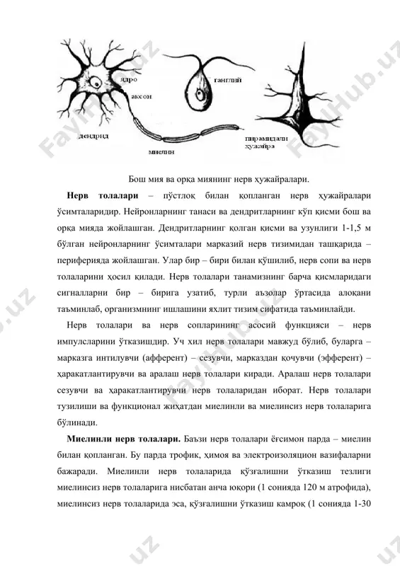 а синапсларнинг кўпайишига боғлиқ бўлиб, улар айниқса бош мия катта ярим шарларининг пўстлоғида кўп учрайди. болаларда бош мия катта ярим шарлари пўстлоғининг ривожланиши уларнинг стереотипи ва феъл—атворини белгилайди. нейрон ва нерв толаларининг ёшга боғлиқ хусусиятлари эмбрионал ривожланишнинг илк босқичларида нерв ҳужайраси - нейрон танаси ва иккита дифференциялашмаган, шохланмаган ўсимталардан иборат. унинг танасида цитоплазма ва катта ядро бўлади. нейронларнинг етилиш жараёни цитоплазманинг тез ортиши билан таснифланади. шу билан бирга, унда рибосомалар сони кўпайиб, голжи аппарати шаклланади ҳамда аксон ва дендритлар юзага келади. нерв ҳужайраларининг турли типлари онтогенез давомида гетерохрон равишда шаклланади. энг эрта, яъни эмбрионал даврда, афферент ва эфферент нейронлар етилади. туғилгандан кейин ( постнатал онтогенезда) майда нерв ҳужайраларининг (оралиқ нейронлар) етилади. бу эса, ўз навбатида, нерв тизимида пластик қайта қуришлар учун шароит яратади. алоҳида олинган нейронлар ҳам бир вақтда етилмайди. энг кеч дендрит аппарати етилади, унинг ривожланиши ташқи ахборотнинг миқдор ва сифатига боғлиқ. аксонларни қоплаб турувчи миелин пўсти онтогенезнинг постнатал …