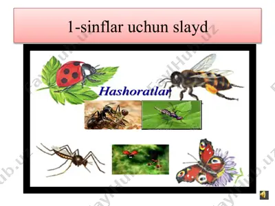 1-sinflar uchun slayd hashoratlar — PPTX