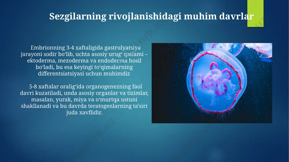 an 25% tug'ma nuqsonlar teratogenlar ta'siri bilan bog'liq bo'lib, bu dorilar, infektsiyalar yoki radiatsiya kabi omillarni o'z ichiga oladi. alkogollarning ta'siri embrionga fetoalkogolik sindromini keltirib chiqarishi mumkin, bu esa yurak nuqsonlari, miya rivojlanishining buzilishi va boshqa rivojlanish muammolari bilan ifodalanadi va 1000 tug'ilishda 2-5 ta holatni tashkil qiladi. muhim davrlarning ta'rifi va xususiyatlari muhim davrlar hujayra differentsiatsiyasi uchun juda sezgir boʻlib, bu davrlarda genetik dasturlash va atrof-muhit omillarning ta'siri natijasida 2-8 hafta ichida asosiy organlar tizimlari shakllanadi. organogenezning muhim davrlari (masalan, 3-8 hafta) embrion rivojlanishida anormalliklarga olib kelishi mumkin boʻlgan teratogenlarning ta'siriga juda sezgir. bu davrda hujayralar tez ko'payadi va ixtisoslashadi. kelajakdagi tadqiqotlar yo'nalishlari hujayra differentsiatsiyasi jarayonida epigenetik mexanizmlarning 3d modellashtirish orqali batafsil o'rganilishi va kamida 10 ta yangi signal molekulasini aniqlash istiqbollari mavjud. kritkal davrlarning buzilishiga olib keladigan 50 dan ortiq gen mutatsiyalarining funktsional rolini aniqlash va ularning terapevtik maqsadlar sifatida qo'llanilishini o'rganish muhim ahamiyatga ega. e'tiboringiz uchun rahmat …