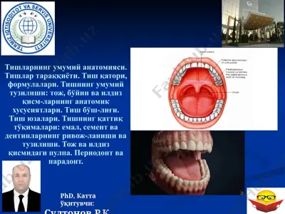 tiшларнинг умумий анатомияси — PPTX