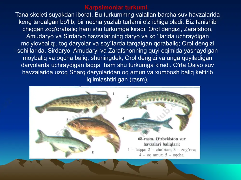 suyakli baliqlar sinfi - asosiy sistematik guruhlari va ahmiyati - Page 4