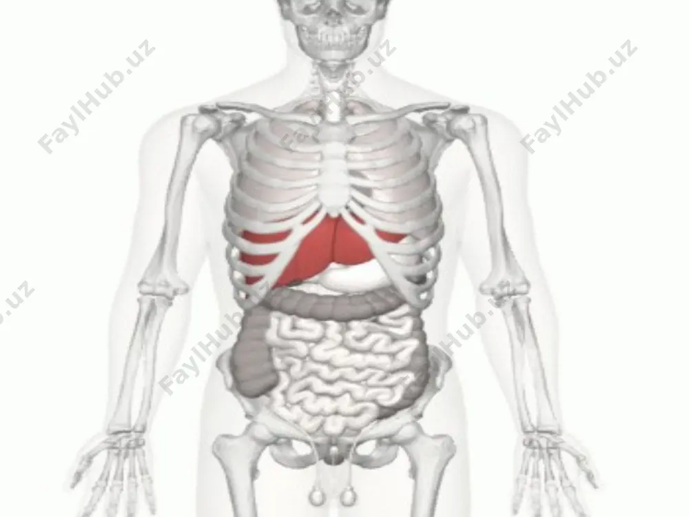 chiqishgan. bunda jigar orqali havo emboliyasi xavfining oldi olinadi. jigar rezektsiyasi a) atipik rezektsiya – a'zoning bir qismi sog' to'qimalar doirasida kesib tashlanadi; b) anatomik rezektsiya, kam tomirli oraliqlar bo'ylab, olib tashlanishi lozim bo'lgan segment yoki bo'lakka kiruvchi qon tomir va o't yo'llarini avvaldan boylab qo'yish orqali bajariladi. atipik rezektsiya ponasimon, tekislik bo'yicha, chekka, ko'ndalang. atipik rezektsiyalarda xavfli zonalar a) jigar o'ng burchagi ponasimon rezektsiyasida o'ng lateral shoxning yi i yii segment shoxlariga bo'linish joyi shikastlanishi mumkin; b) o't qopi chuqurchasi sohasi rezektsiyasida o'ng paramedian segmentning tomir-sekretor oyoqchasi shikastlanish xavfi; v) yumaloq boylam egati sohasidagi ponasimon rezektsiyada chap paramedian va lateral bo'laklar tomir-sekretor tutami shikastlanishi mumkin. a - rezektsiya bajarishning to'g'ri variantlari; b va v – jigarni kesishning noto'g'ri variantlari. anatomik (tipik) rezektsiya chap tomonlama gemigepatektomiya. chap tomonlama paramedian rezektsiya. o'ng tomonlama gemigepatektomiya. o'ng tomonlama paramedian rezektsiya. segmentektomiya. jigar abstsessi folkman-izrael usuli (plevra orqali) qorin bo'shlig'i orqali ochish o't yo'llaridagi …