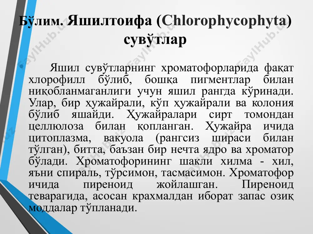 хусусан органик моддаларга бой ҳовузчаларда, баъзан аквариум деворларида яшайди. хламидоминада жинссиз ва жинсий йўл билан кўпаяди. жинссиз кўпайиш олдидан унинг хивчинлари йўқолади, пўсти ивиб, шилимшиқланади, протопласти бўйига қараб бўлинади. натижада она ҳужайра ичида 4 ёки 8 та ёш ҳужайра ҳосил бўлади. бу ҳужайралар ҳивчин ҳосил қилиб, она қобиғини ёриб, ташқарига сувга чиқиб, суза бошлайди. булар зооспоралар дейилади. зооспоралар ўсиб, пўстга ўралиб, ёш хламидоминадага айланади ва бўлинишни давом эттиради. хламидомонаданинг ҳар қайси зооспораси зооспорангийга айланади. жинсий кўпайиш. хламидомонада совуқ тушиши ва намлик камайиши билан жинсий кўпайишга ўтади. жинсий кўпайиш хламидомонаданинг турларига қараб: изогамия –ривожланиши ва тузилиши жаҳатидан зооспораларга ўхшайдиган иккита бир хил ҳаракатчан гаметанинг қўшилиши; гетерогамия- ҳаракатчан бўлгани билан катта-кичик гаметаларнинг қўшилиши; оогамия – ҳаракатланмайдиган йирик тухум ҳужайрасининг хивчинлари бор кичик сперматозиод билан қўшилиши. жинсий кўпайишда гаметалар ёки жинсий ҳужайралар ҳосил бўлади. гаметалар- гаметангийда ҳосил бўлади. гаметангийда 8-16-32-64 гача гамета ҳосил бўлади. гаметалар ташқарига чиқиб, жуфт-жуфт бўлиб қўшилади. натижада зигота ҳосил …