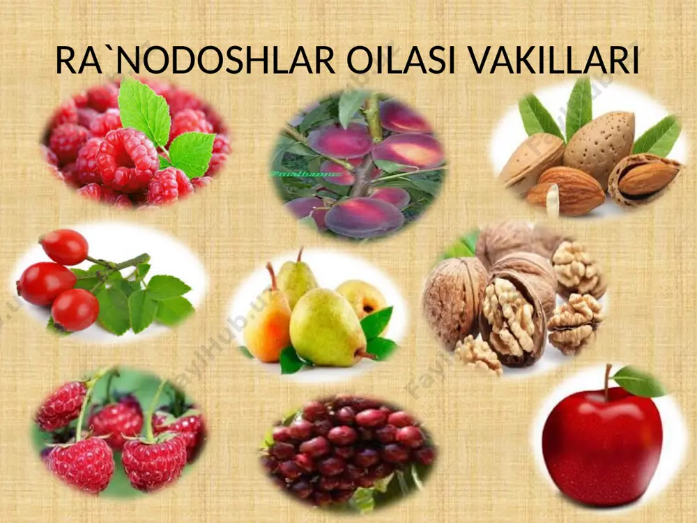 ra`nodoshlar oilasi - Page 5