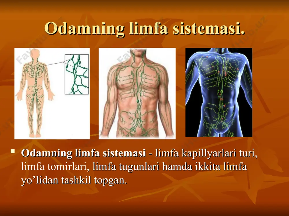 orta teshigi orqali ko’krak bo’shlig’iga kiradi. ko’krak limfa yo’li aorta ravog’iga etgach chapga burilib, chap venoz burchakka quyiladi. ko’krak limfa yo’lining quyiladigan joyiga chap bronxomediastinal limfa stvoli (ko’krak bo’shlig’ining chap yarmidan limfa yig’adi) chap umrov osti stvoli (chap qo’ldan limfa yig’adi) va bo’yinturuq limfa stvoli (bosh bilan bo’yinning chap yarmidan limfa yig’adi) kelib qo’shiladi. o’ng limfa yo’li bosh bilan bo’yinning o’ng yarmidan, o’ng qo’ldan va ko’krakdan (ung yarmidan limfa suyuqligini) yig’adi. bu yo’l o’ng bo’yinturuk limfa stvoli o’ng o’mrov osti limfa stvoli, o’ng brokxomediastinal limfa qo’shilishidan vujudga keladi.