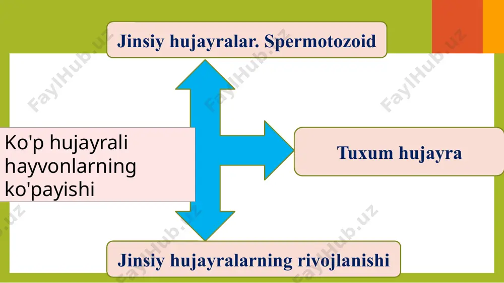 zarur bo‘lgan hamma irsiy axborotni o‘zida saqlaydi. tuxum hujayra sudralib yuruvchilar tuxumi qushlar tuxumi jinsiy hujayralarning rivojlanishi (gametogenez). jinsiy hujayralar (gametalar) jinsiy bezlarda rivojlanadi. spermatozoidlar — urug‘donda, tuxum hujayra — tuxumdonda. spermatozoidlarning rivojlanishi — sperma togenez, tuxum hujayraning rivojlanishi — ovogenez deyiladi. i bosqich. ko‘payish davri, birlamchi jinsiy hujayralar mitoz yo‘li bilan ko‘payishi natijasida hujayralar soni ortadi. spermatogenezda birlamchi jinsiy hujayralar juda tez ko‘ payadi, ko‘pincha bu jarayon balog‘atga yetish davridan boshlab qarilik davrigacha davom etadi. ovogenezda birlamchi urg‘ochi jinsiy hujayralarning ko‘payishi tuban umurtqasizlarda butun umri mobaynida davom etadi. jinsiy hujayralarning hosil bo’lish jarayonida spermotogenez va ovogenez bir necha bosqichlarda amalga oshadi. ii bosqich. o‘sish davri boshlang‘ich jinsiy hujayralarning ayrimlari o‘sish zonasiga o‘tib kattalashadi, oziq moddalar to‘playdi. ularning dnk miqdori ikki hissa ortadi. birlamchi spermatozoidlar o‘sish zonasida tez kattalashmaydi. lekin tuxum hujayralar ayrim vaqtlarda bir necha yuz va ming martagacha kattalashadi. birlamchi tuxum hujayralarning o‘sishi organizm ning boshqa hujayralarida hosil …