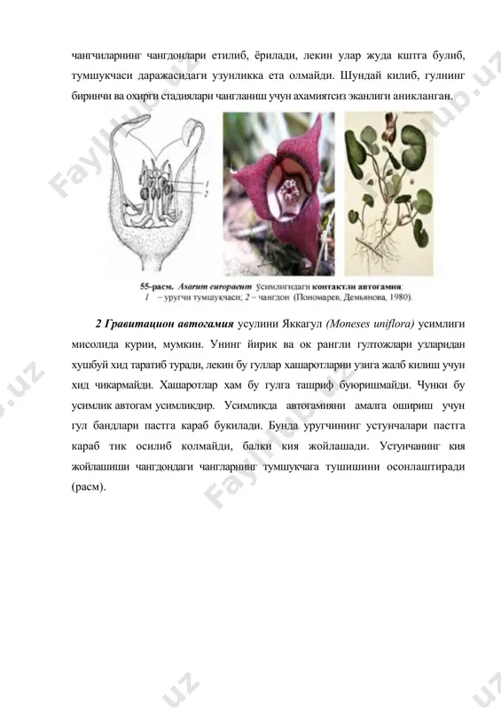 арда хам содир булади. бу усулда чангланиш шамол еки хашаротлар ердамида амалга ошади. гейтоногамия хар хил йуллар билан амалга ошиши мумкин. масалан, тупгулнинг юкори кисмида жойлашган гулларнинг чанглари узининг огирлиги билан шу тупгулнинг пастки кисмида жойлашган гул уругчисининг тумшукчасига тушиши мумкин (эрикадошлар оиласи- ericaceae). уларнинг гулларидаги уругчи тумшукчаси гуллаш жараенининг охирига келиб, гулкургонидан анча узун булади, бундай холларда, албатта, юкоридаги гулларнинг чанглари бемалол унинг тумшукчаларига тушиши мумкин. гейтоногамия шамол еки хайвонлар ердамида (расм) амалга ошиши мумкин (аксарият холларда хашаротлар ва кушлар). гейтоногамия баъзан бир-бирига якин жойлашган гулларда хам амалга ошиши мумкин. якин жойлашган кушни гулларнинг устунчалари ва чангчи иплари усиб, узунлашади ва уларда бир-бирига тегиш имкониятлари юкори булиб колади. гейтоногамия усимликларда асосан гуллаш жараёнининг охирига келиб, четдан чангланишнинг имконияти булмай колган вактлардагина амалга ошади. генетик жихатдан гейтоногамия автогамия билан бир хилдир, чунки хар иккала усулда хам чангланиш бир хил генотип ичида амалга ошади. гейтоногамия усулида хам узидан чангланиш гуллардаги дихогамия, …