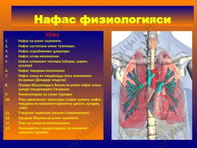 нафас физиологияси — PPT