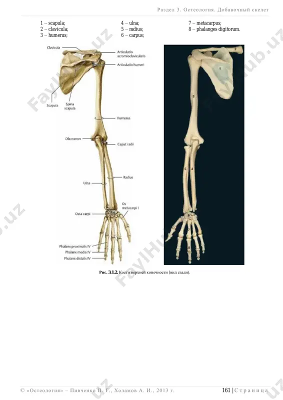 istalnom epifize tochki okosteneniya poyavlyayutsya na 12 godu (radius) i 48 godu jizni (ulna). srastanie (sinostoz) tochek okosteneniya kajdoy kosti predplechya v edinuyu kost i priobretenie imi definitivnogo stroeniya otmechaetsya na 2025 godu jizni. kosti kisti kosti zapyastya imeyut po odnoy tochke okosteneniya. pervie tochki okosteneniya poyavlyayutsya na 1-m godu jizni (23 mesyatsi) v golovchatoy i kryuchkovidnoy kostyax; poslednimi okostenevayut kost- trapetsiya i trapetsievidnaya kost v 56 let, goroxovidnaya kost v 1217 let. kosti pyasti i falangi paltsev imeyut po 2 tochki okosteneniya: 1-ya  v diafize (poyavlyaetsya na 2 me- syatse embriogeneza), 2-ya (na 23 godax jizni)  v proksimalnom epifize (kosti pyasti, krome per- voy) ili v distalnom (falangi paltsev i 1-ya pyastnaya kost). sliyanie diafizov i epifizov kostey pyasti i falang paltsev zakanchivaetsya na 1820 godu jizni. razdel 3 . osteologiya. dobavochniy skelet ______________________________________________________________________________________________________________________________________________________________________________ 164 | s t r a n i ts a © «osteologiya» – …
