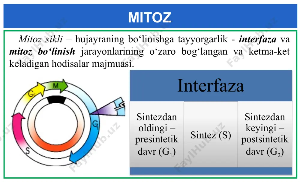 irsiy material ikki hissa ortadi, so‘ngra qiz hujayralar o‘rtasida teng taqsimlanadi. irsiy axborotni ona hujayradan qiz hujayralarga o‘tkazilishini ta’minlaydi xulosa meyoz jarayoni natijasida hosil bo‘ladigan hujayralarda xromosomalar soni ikki hissa kamayadi. gomologik xromosoma-larning tasodifiy kombinatsiyalari tufayli ona hujayradan genetik jihatdan farq qiladi. mustahkamlash uchun savollar hujayraning hayot sikli nima? interfaza qanday bosqichlardan iborat? mitoz va uning bosqichlarida qanday jarayonlar kechadi? meyoz bosqichlari va ularda kechadigan jarayonlarni aytib bering. mustaqil bajarish uchun topshiriq 1-topshiriq. mitoz jarayoni bosqichlari aks ettirilgan rasmlar raqamlarini mos ravishda jadvalga yozing mustaqil bajarish uchun topshiriq 2-topshiriq. xromosoma soni –n, хromatidaniki –с. odamning somatik hujayralarida interfaza va mitozning quyidagi davrlarida n va c ning nisbatlarini o‘rtasidagi muvofi qlikni o‘rnating. 1) g1 davri; 2) g2 davri; 3) profaza; 4) metafaza; 5) anafaza oxirida hujayraning har bir qutbida; 6) telofazaning oxirida har bir qiz hujayrada. а) n = 23, с = 23 b) n = 23, с = 46 c) …