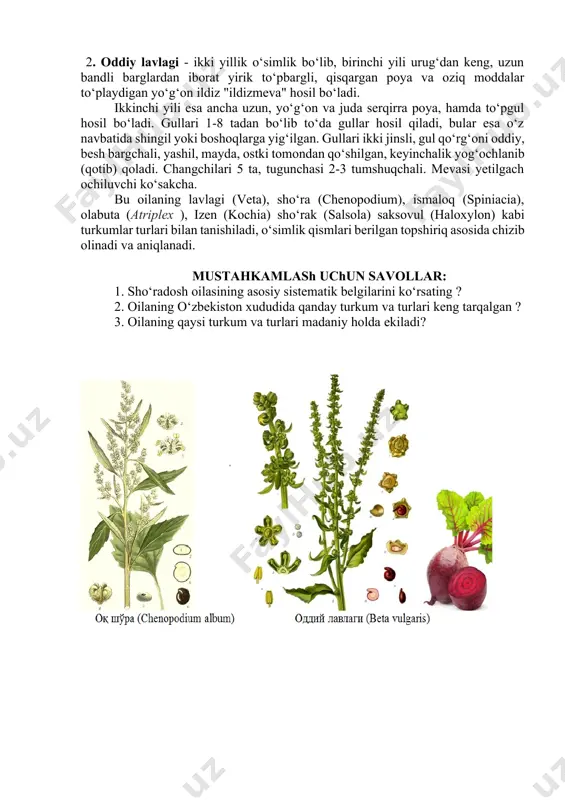 ni, ular qismlarini chizib oling. 3. ikki turkum vakillarini taqqoslab, ulardagi o‘xshash belgilarini va farqlarini ko‘rsating. 4. o‘rganilgan oilaning 2-3 turini aniqlang. ish tartibi: 1. oq sho‘ra nihoyatda keng tarqalgan bir yillik begona o‘t poyasi 5 qirrali, o‘rta barglari navbatlashib joylashgan romb shaklda, noto‘g‘ri tishchasimon. barg va poyalari unsimon g‘uborga ega. barg qirralari va yuzasi mikroskopda kuzatilsa pufakchasimon tukchalar bilan qoplanganligi ko‘rinadi. gullari to‘da bo‘lib, barg qo‘ltiqlaridagi tirs to‘pgulga to‘plangan. bir gul to‘dasini mikroskop ostida kuzatsak, ularni ko‘p sondagi mayda gullardan iborat ekanligi ko‘rinadi. gul qo‘rg‘oni oddiy kosachasimon, 5 ta bargchali, chetlari pardasimon. gul formulasi r(5)a5g(2) (ba’zan bir jinsli gullar ham kuzatiladi). urug‘i qattiq, qora, yaltiroq, spermodermli. 2. oddiy lavlagi - ikki yillik o‘simlik bo‘lib, birinchi yili urug‘dan keng, uzun bandli barglardan iborat yirik to‘pbargli, qisqargan poya va oziq moddalar to‘playdigan yo‘g‘on ildiz "ildizmeva" hosil bo‘ladi. ikkinchi yili esa ancha uzun, yo‘g‘on va juda serqirra poya, hamda to‘pgul hosil bo‘ladi. …