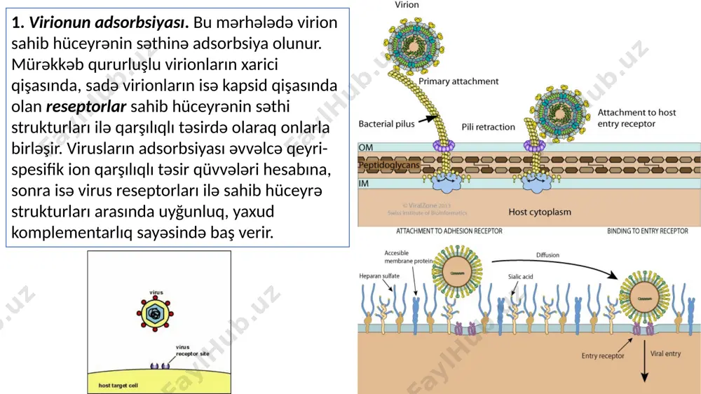 . i̇nteqrasiya olunmuş virus genomundakı irsi məlumat sahib hüceyrənin genomu daxilində reallaşır. bu halda virusun sahib hüceyrə ilə birgə yaşaması kimi baxılır və virogeniya deyilir. bakteriofaqlarda bu, lizogeniya adlanır. hüceyrənin xromosomuna daxil olmuş virus dnt-si provirus, yaxud provirus dnt-si adlanır. i̇nteqrativ tipli qarşılıqlı təsir həm dnt-tərkibli viruslar (b hepatit), həm də rnt tərkibli viruslar (onkogen viruslar,i̇i̇v) üçün xarakterikdir. hüceyrə genomu tərkibində virus dnt-nin provirus şəklində mövcudluğu virusların orqanizmdə uzun müddət saxlanılmasına və latent virus infeksiyaların yaranmasına səbəb olur. bu hala persistensiya deyilir. diqqətinizə görə təşəkkürlər! image1.jpg image2.png image3.gif image4.jpg image5.jpg image6.jpg image7.jpg image8.gif image9.gif image10.jpg image11.gif image12.png image13.jpg image14.jpg image15.jpg image16.jpg image17.png image18.jpg image19.png image20.jpg image21.png image22.jpg image23.jpg image24.jpg image25.png image26.png image27.png image28.gif image29.gif image30.png image31.jpg image32.jpg microsoft powerpoint - figures revised.pptx infectioncycle /docprops/thumbnail.jpeg