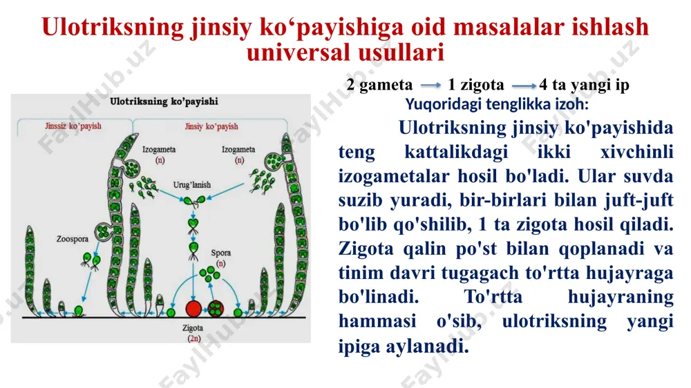 insiy va jinssiz ko‘payishi jarayonida 324 ta ulotriks ipi hosil bo‘lgan. ko‘payish jarayonidagi zoospora va gametalarning nisbati 1:4 bo‘lsa, jinssiz ko‘payish natijasida nechta yangi ulotriks ipi hosil bo‘ladi. yechilishi: masala shartidagi 1:4 nisbatdan foydalanamiz 1 ta zoosporadan _____1 ta ulotriks ipi ------- 1 x deb belgilaymiz 4 ta izogametadan ___2 ta zigota _____8 ta ip ----- 8 x deb belgilaymiz endi tenglama tuzib x noma’lumni topib, hujayralarning sonini aniqlaymiz. x+8x = 324; 9x=324; x=36. 36 bu jinssiz ko‘payishda hosil bo‘ladigan ulotriks iplari soni. 8 – masala. ulotriksning ko‘payishida 64 ta ikki xivchinli va 16 ta to‘rt xivchinli hujayralar hosil bo‘ldi. shulardan nechta yangi organism hosil bo‘lishini aniqlang. a) 144 b)272 c)80 d)96 yechimi. 2 gameta ------ 1 zigota ------ 4 ta yangi ip 64 ________________________ x = 128 ta yangi ulotriks ipi 16 ta to‘rt xivchinli zoosporadan -------16 ta ulotriks ipi jami hosil bo‘lgan yangi ulotriks iplari soni 128 + …