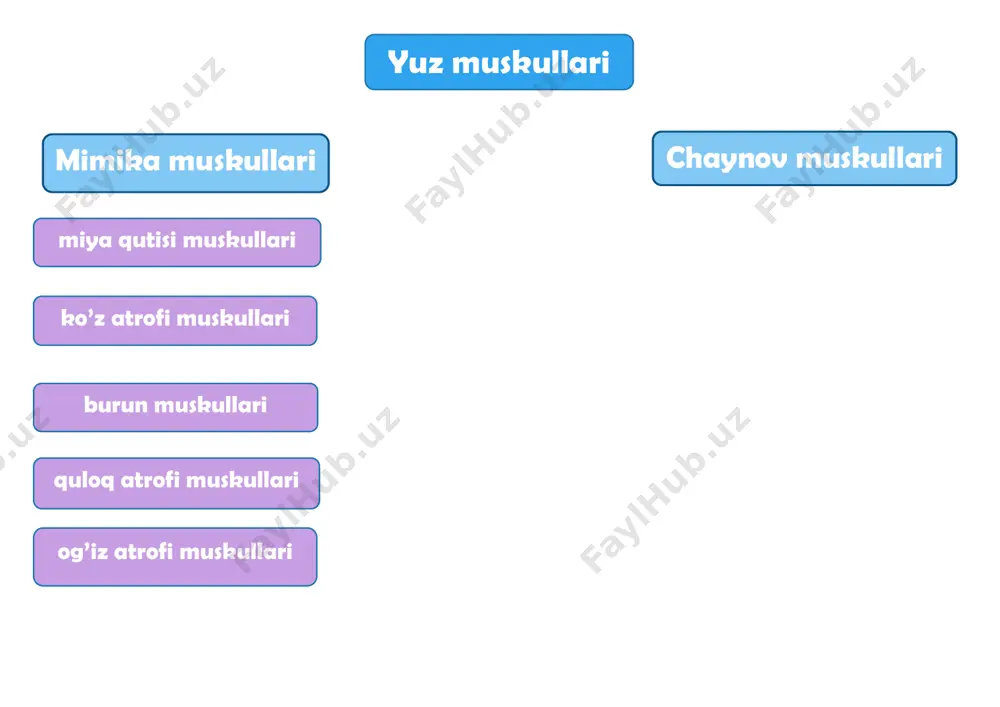 pastka tortish, xafalisni ifodalash musculus depressor labii inferioris pastki labni tushiruvchi muskul b: mandibular – pastki burchagi bi: pastki lab burchagi f: pastki labni bosadi va pastki labni pastga tortadi, nafratlanish hissini keltirib chiqaradi musculus mentalis engak muskuli b: mandibular – alveolyar egar 2- tishning bi: iyag terisiga f: labni yuqoriga va oldinga tortadi, nafratni ifodalaydi musculus buccinators lunj nervi b: maxilla va mandibular – alveolar egati, pterygomandibular chok (uning boshlanishi hamulus va davom etadi pastki jag’ shoxining o’rtasidan) bi: modiolus f: chakkani tishlarga bosadi(ovqat molyar tishlar orasida maydalanadi), havoni og’izdan chiqarish va chaynash vaqtida yanoqni siqilib qolishdan asrash quloq atrofi muskullari musculus auricularis anterior quloq oldi muskuli b: chakka fasiasi bi: quloq – helix qirrasi f: quloqni cranial ventral harakatlantirish musculus auricularis superior quloq yuqori muskuli b: epikranial apanevros bi: auricle – eminence of triangular fossa f: cranial harakat quloqning musculus auricularis posterior quloq orqa muskuli f: dorsal harakat