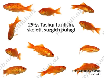 zog'ora baliq — PPTX