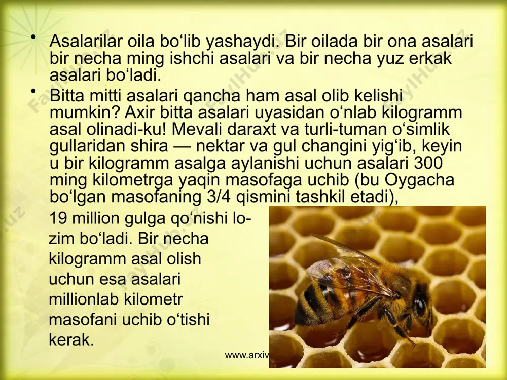 ega. u ichki a’zolardagi fasodni haydab chiqaradigan narsa... asal ko‘z xiralashishiga ham dori... tomoq og‘riq (angina)ni ham davolaydi...” deb yozgan va asaldan o‘nlab dorilar tayyorlash mumkinligini aytgan edi. www.arxiv.uz asalarilar bo‘lajak ona-asalarini boqadigan maxsus aralashma – asalari suti ham qimmatbaho shifobaxsh dori hisoblanib, u yurak faoliyatini yaxshilaydi, ishtahani ochadi va organizmning turli kasalliklarga qarshilik ko‘rsatish qobiliyatini oshiradi. www.arxiv.uz ammo asalarining eng qimmatbaho dorisi uning zaharidir. asalari chaqishi, albatta, noxush, bordi-yu bir yo‘la 400 asalari chaqsa, odam halok bo‘lishi ham hech gap emas. biroq asalari zaharidan to‘g‘ri foydalanilsa, u odamni ko‘pgina kasalliklardan xalos etadi. www.arxiv.uz ekinlarni changlatishi asalarining yana bir ajoyib xususiyatidir. g‘o‘za, mahsar, beda kabi ekinlar asalarilar yordamida changlangan­da hosildorligi 20—25% ortadi. www.arxiv.uz image2.jpeg image3.jpeg image4.jpeg image5.jpeg image6.jpeg image7.jpeg image8.jpeg image9.jpeg image10.jpeg image11.jpeg image12.jpeg image13.jpeg image14.jpeg image15.jpeg image16.jpeg image17.jpeg image18.jpeg image1.jpeg