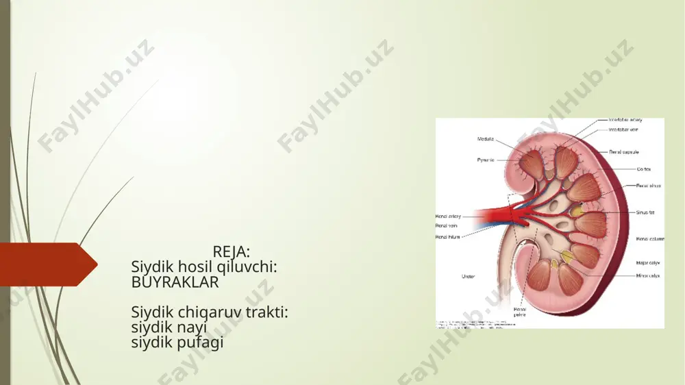 akli hujatcralardir buyrak tanachasining tomirli koptokcha kapillyarlari orasi-da yana bir xil-mezangial hujayralar uchraydi. . buyrakning endokrin funk-tciyasini bajaruvchi hujayralarida asosan ikkita modda - re-nin va prostoglandin hosil bo’ladi. renin buyrakning yukstaglomerulyar apparatida (yuga) da. hosil bo’lib, u organizmda angiotensin hosil bo’lishini ta’min-laydi. 1) buyrak tanachalariga kiruvchi va undan chiquvchi arteriolala-ri devorida joylashgan maxsus yukstaglomerulyar (yug) hujay-ralar; 2) distal nayning shu arteriyalar orasida joylashgan qismida mavjud bo’lgan «zich dog’» (macula densa); 3) distal nay hamda arteriolalar orasidagi uchburchaksimon maydonda joy-lashgan yukstavaskulyar (gurmagtig) hujayralar va 4) buyrak tanachalari kapillyarlariaro hujayralar - mezangiumlardan tashkil topgandir siydik chi-qaruv yo’llariga buyrak kosachalari va jomchalari, siydik nayi, siydik pufagi (qovuq) va tashqi siydik chiqaruv yo’li kiradi. buyrak kosachalari va jomchalari, siydik nayi va qovuqning umumiy tuzilishi o’xshash bo’lib, ularda 4 pardani farq qilnsh. mumkin: shilliq, shilliq osti, mushak va adventitciya. buyrak kosachalarida bir qavatli epiteliy asta-sekin ko’p qavatli: o’zgaruvchan epiteliyga almashadi. . buyrak kosachalarida bir qavatli …