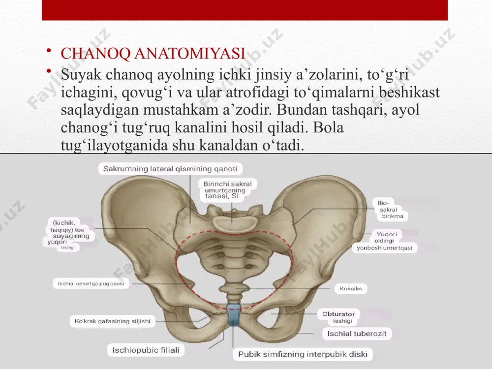 avrga bo‘linadi: birinchisi – bachadon bo‘ynining ochilish davri, ikkinchisi – homilaning tug‘ilish davri, uchinchisi – yo‘ldosh tushish davri. bachadon bo‘ynining ochilish davri dastlabki muntazam dard tutishidan boshlanib, pirovardida bachadon bo‘ynining tashqi teshigi to‘la ochilishi bilan yakunlanadi. homilaning tug‘ilish davri bachadon bo‘yni tashqi teshigining to‘la ochilgan paytidan boshlanib (to‘lg‘oq tuganidan) homila tug‘ilishi bilan tugaydi. yo‘ldosh tushish davri esa bola tug‘ilgan paytdan boshlanib, yo‘ldosh tushishi bilan tugaydi. bachadon bo‘ynining ochilish davri tug‘ruqning birinchi davrida bachadon bo‘yni sekin-asta tekislanadi va bo‘yin kanalining tashqi teshigi bachadon bo‘shlig‘idan homila chiqib ketishi uchun yetarli darajagacha ochiladi. dard tutishi tufayli bachadon bo‘yni tekislanib, tashqi teshigi ochiladiqog‘onoq suvlarining bachadon bo‘yni kanali tomonga siljishi ham bachadon bo‘ynining ochilishiga yordam beradi. har bir dard tutishida bachadon muskullari homila tuxumiga, asosan, qog‘onoq suvlariga tazyiq ko‘rsatadi. bachadon tubi va devorlarining bir tekis qisishi (tazyiq ko‘rsatishi) tufayli bachadon ichi bosimi oshadi va qog‘onoq suvlari bachadon bo‘yni kanalining ichki teshigiga, ya’ni qarshilik yo‘q tomonga …
