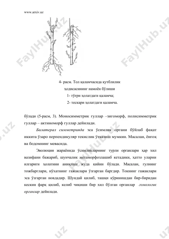 ўсувчи учки новдаси кесилади. илдиз илдизнинг тузилиши ва вазифаси. ўсимлик ҳаёти учун илдиз қуйидаги муҳим вазифаларни бажаради: · ўсимлик илдиз орқали сув ва унда эриган минерал моддаларни шимиб олади; · у ўсимликни тупроқда тутиб туради ва уни шамол ва бошқа механик таъсирларга қарши чидамли қилади; · илдизда запас озиқ моддалар тўпланади; · вегетатив кўпайиш учун хизмат қилади; · тупроқдаги микроорганизмлар билан симбиоз алоқада бўлади. ушбу вазифалар яхши ривожланган кўпчилик илдизларга хос. дастлабки ўсимликларда илдиз ва поя бўлмаган, апикаль меристема ёрдамида юқорига ўсиб дихотомик шохланган. шохнинг бир учи юқорига кўтарилиб, иккинчи учи эса ерга тегиб турган ва шу учи билан сув ва минерал моддалар сўрилган. эволюция натижасида кейинчалик тупроққа тегиб турган новда шохланиб тупроқдан озиқ моддани ўзлаштириш жараёни такомиллашиб борган. илдизнинг алоҳида орган сифатида пайдо бўлиши кескин структуравий ўзгаришларга, жумладан, махсус тўқималарнинг шаклланишини тақозо қилган. тупроқдан моддаларни ўзлаштиришни илдизнинг ёш ва нозик новдалари ўз зиммасига олган. тараққиёт жараёнида илдиз ўзининг сўриш …