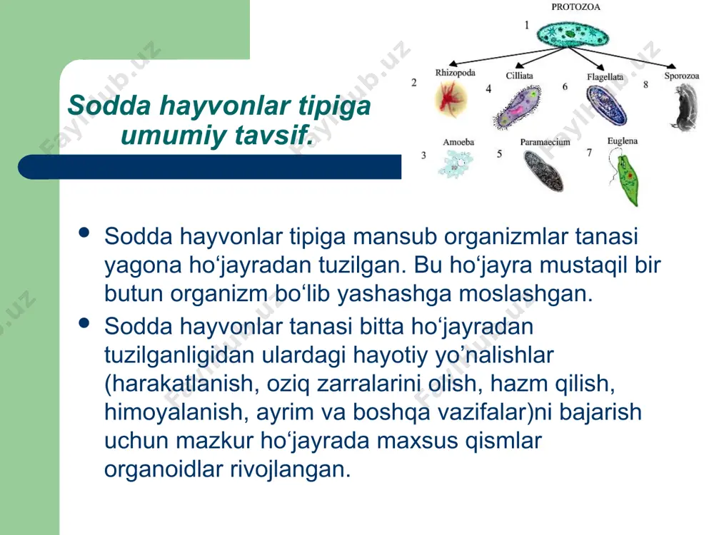 tey amyobasi. (amoeba proteus) kо‘llar, hovuzlar yoki suvi tozaroq kichik havzalar tubida yashaydi. kattaligi 0,5 mm protey amyobasining mikroskop ostida tanasi atrofida bir tomondan о‘sib ikkinchi tomondan qisqarib turuvchi tо‘mtoq-chо‘ziq uchlarini aniq kо‘rish mumkin. bular yolg‘onoyoqlilar deb ataladigan orgonoidlar bо‘lib amyoba shular vositasida harakatlanadi. bu oyoqlar oziqni qamrab olishga ham xizmat qiladi. amyoba tanasi tashqi qavat bilan о‘ralgan bо‘lib, bu ektoplazma deb ataladi. ektoplazmaning ichki qismi sitoplazma bilan tо‘lgan. sitoplazma tananing qaysi tomoniga harakat qilsa, о‘sha tomonidan yolg‘on oyoq hosil bо‘ldai. oziq hazm bо‘lishi – yolg‘on oyoqlar bilan о‘rab olingan oziq endoplazmaga о‘tgach, tiniq suyuqlik pufakcha bilan qoplanadi. bu pufakcha ovqat hazm qilish vakuolasi bо‘lib u oziqni eriydigan holga keltiradi va shu yo’l bilan tanaga tarqatadi. xivchinlilar sinfi – (mastigopora) sakkiz mingga yaqin turni о‘z ichiga oladigan bu sinf 2 ta kichik sinfga bо‘linadi. 1. о‘simliksimon xivchinlilar 2. hayvonsimon xivchinlilar о‘simliksimonlarning harakterli vakili yashil evglena (evglina virdis) kо‘pincha tо‘xtab qolgan …