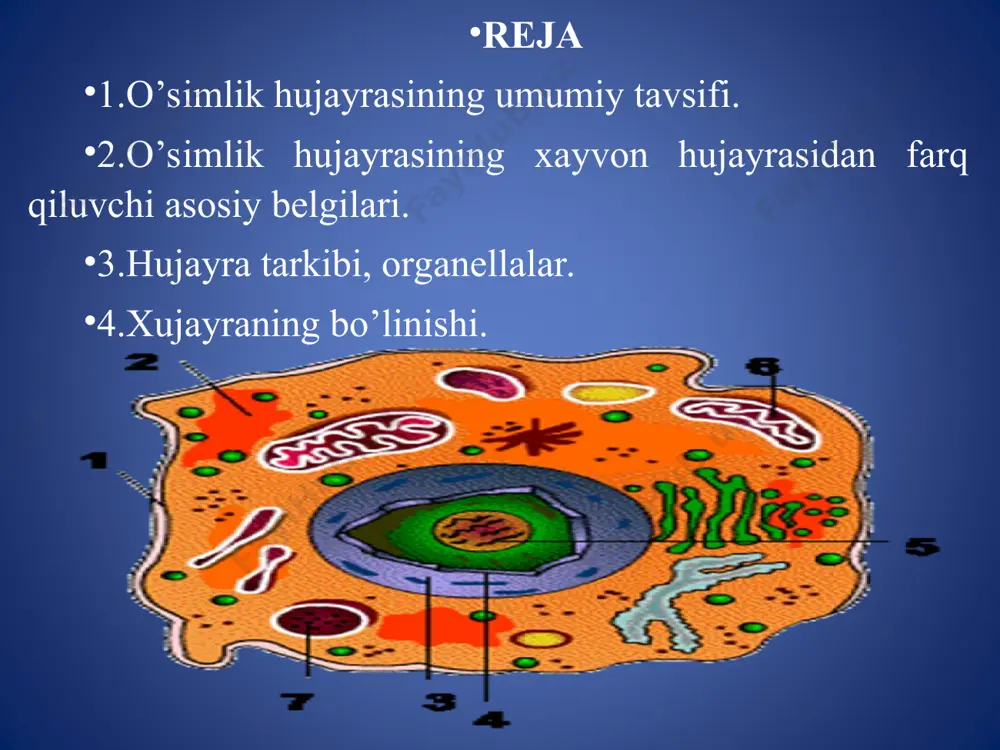 g’liq ravishda ish ko’radigan sitogenetika, sitoembriologiya, kariosistematika singari uning mustaqil yo’nalishlari fan sifatida ajralib chiqdi. * o’simlik hujayrasini tuzilishi o’simlik xujayrasi qattiq xujayra qobig’i va protoplastdan iborat. protoplast-hujayra protoplazmasi bo’lib, hujayra qobig’i bilan chegaralangan. protoplast sitoplazma va yadrodan iborat. sitoplazmada ribosomalar, mikronaychalar, plastidalar, mitoxondriyalar, golji apparatlari, membranali sistemadan endoplazmatik to’r va diktiosomlar uchraydi. bulardan tashqari organoidlar va membranalar sistemasi joylashgan xujayra sitoplazmasining matriksi yoki asosiy moddasi mavjud sitoplazma hujayra qobig’idan plazmatik membrana bilan ajratilib turadi. hujayrada bir yoki bir necha vakuollar uchraydi. vakuola pufakchalardan iborat bo’lib, hujayra shirasi bilan to’lgan. vakuolni elementar membrana tonoplast o’rab turadi. tirik o’simlik xujayrasida asosiy moddalar, organoidlar, kiritmalar doimo harakatda bo’ladi. bunday sitoplazmaning harakatiga sikloz deyiladi. sikloz hujayra ichidagi borliqning harakatini, qo’shni hujayralar bilan va tashqi muhit bilan almashishini yengillashtiradi. plazmatik membrana 3 qavatdan (to’q-och-to’q) iborat. plazmatik membrananing asosiy vazifasi: 1) hujayralararo va tashqi muhit bilan almashinishini ta’minlaydi. 2) hujayra qobig’ini sellyuloz mikrofibrillarni sintezida va …