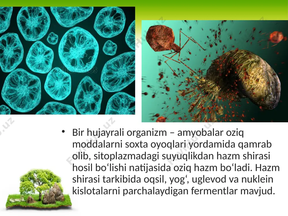 oqlilarda bo‘lib, ular oziqlanadigan oziq asosan qiyin hazm bo‘ladigan kletchatkalardan iborat. umurtqalilar hazm sistemasining evolutsiyasi murakkab yo‘lni bosib o‘tgan, avval ichak nayining shakllanishi, keyinchalik turli bo‘limlarga bo‘linishi, hazm yo‘lining uzunlashishi, ichak sathining burmalar hisobiga kengayishi, hazm bezlarining rivojlanishi va tishlarning ixtisoslashishi hisobiga amalga oshgan. image2.jpeg image3.jpeg image4.jpeg image5.jpeg image6.jpeg image7.jpeg image8.jpeg image9.jpeg image10.jpeg image11.jpeg image12.jpeg image13.jpeg image14.jpeg image15.jpeg image16.jpeg image1.jpeg