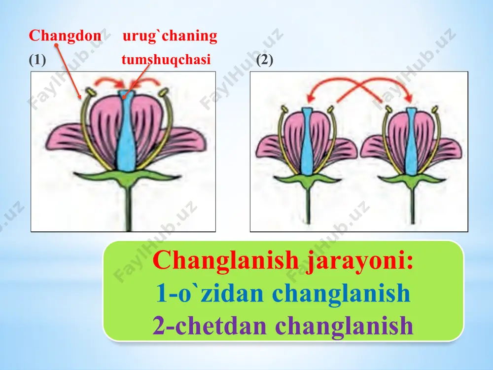 biologiya fanidan taqdimot: gullarning changlanishi - Page 5
