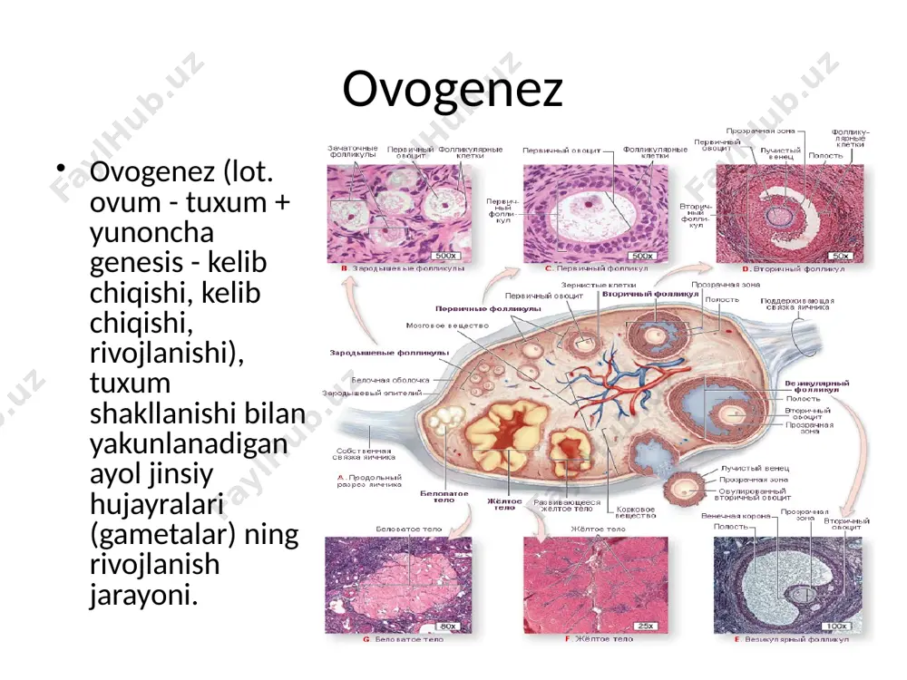 mutanosib o'sishi; - katta (trophoplazmatik) o'sish yoki vitellogenez: sitoplazmatik komponentlarning o'sishi kuchayadi, sarig'i cho'kadi. previtellogenez: birinchi darajali oositning kamolotga (meyoz) bo'linishi uchun tayyorlash. oosit s-davriga (dnkning ikki baravar ko'payishi) kiradi. shundan so'ng sutemizuvchilarda bir necha kun davom etadigan meyozning birinchi bo'linishi profazasi boshlanadi. o'sish bosqichi: diakinez bosqichida meioz jinsiy etuklikka etgunga qadar sekinlashadi (ya'ni, ko'p yillar davomida, odamga nisbatan). oositning yadro moddasi rnkning barcha turlarini - axborot, transport, shablon va ribosomalarni sintez qilish uchun matritsa vazifasini bajaradi. rrnk sintezi jarayonida genlarning kuchayishi 3-6 oy davom etadigan nukleolalar (minglab) shakllanishiga olib keladi. past molekulyar og'irlikdagi rrnk va trnk kuchaytirilmasdan sintezlanadi - ularning tez to'planishi ularni kodlovchi genlarning ko'p marta takrorlanishi bilan bog'liq. lampochka tipidagi xromosomalarning shakllanishi mrnk sintezi sodir bo'ladigan despiralizatsiyalangan dnk hududlari mavjudligi bilan bog'liq. yetuk tuxumda 25-50 ming xil mrnk mavjud. vitellogenez: sarig'i, yog'lar, glikogen hosil bo'ladi. sarig'i yuqori darajada fosforlangan kristalli oqsildir. uning miqdori genetik jihatdan qat'iy belgilanadi …