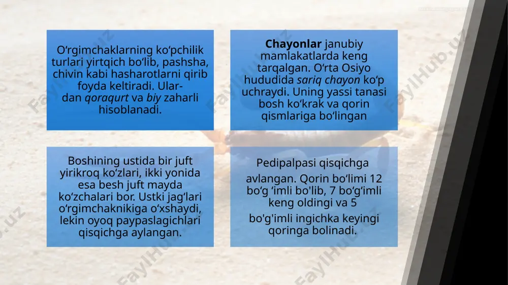 va ikki juft qorin oyoqlari; ikkita erkin joylashgan bo‘g‘imdan iborat keyingi qismida ikki juft yurish oyoqlari bor. solpugalaming 2 juft oldingi oyoqlari nisbatan kaltaryoq va ingichkaroq bo‘lib, tuyg‘u vazifasini bajaradi. qolgan ikki jufti haqiqiy yurish oyoqlari nisbatan uzun, panjalari bo'g'imlarga bo'lingan, uchki qismida tirnoqlar bo‘ladi. qorin boiimi o‘nta bo‘g‘imdan iborat, har bir bo‘g‘imida tergit va sternit bor. qorin boiim i birmuncha ingichkaroq bo‘g‘im orqali ko krak bilan tutashadi. solpugalaming tanasi va oyoqlari juda ko‘p har xil uzunlikdagi tuklar va qillar bilan qoplangan. ular juda tez yuguradi va yaxshi sakraydi, tik joylarga ham oson chiqa oladi. to‘qnasli kelganida dushmanini qo‘rqitishga urinadi. buning uchun u tanasining oldingi qismini ko‘tarib qisqichlarini ochadi; pedipalpasi va oldingi oyoqlarini ko‘tarib. dushmaniga hamla qiladi, ayrim turlari hatto xelitseralarini ishqalab, gichirlashga o‘xshash ovoz ham chiqaradi. 0 ‘rgimchaklar (aranei) turkumi. q ‘rgimchaklarning boshko‘krak va qorin boiimlaii bo'g'imlarga bolinmagan, lekin bu bo limlar qisqa va ingichka poyacba orqali o‘zaro tutashgan. …