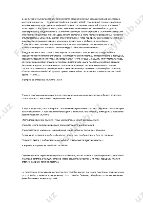 ой мозг короче позвоночного канала, место выхода нервных корешков не соответствует уровню межпозвоночных отверстий. чтобы попасть в последние, корешки направляются не только в стороны от мозга, но еще и вниз, при этом тем отвеснее, чем ниже они отходят от спинного мозга. в поясничной части последнего нервные корешки (передние и задние) четырех нижних поясничных, пяти крестцовых и копчикового нервов спускаются к соответствующим межпозвоночным отверстиям парал­лельно filum terminate, облекая ее и conus medullaris густым пучком, который носит название конского хвоста, саuda equina (см. рис.1). внутреннее строение спинного мозга спинной мозг состоит из серого вещества, содержащего нервные клетки, и белого вещества, слагающегося из миелиновых нервных волокон. а. серое вещество, substantia grisea, заложено внутри спинного мозга и окружено со всех сторон белым веществом. серое вещество образует 2 вертикальные колонны, помещенные в правой и левой половинах спинного мозга. в середине его заложен узкий центральный канал, canalis centralis, спинного мозга, проходящий во всю длину последнего и …