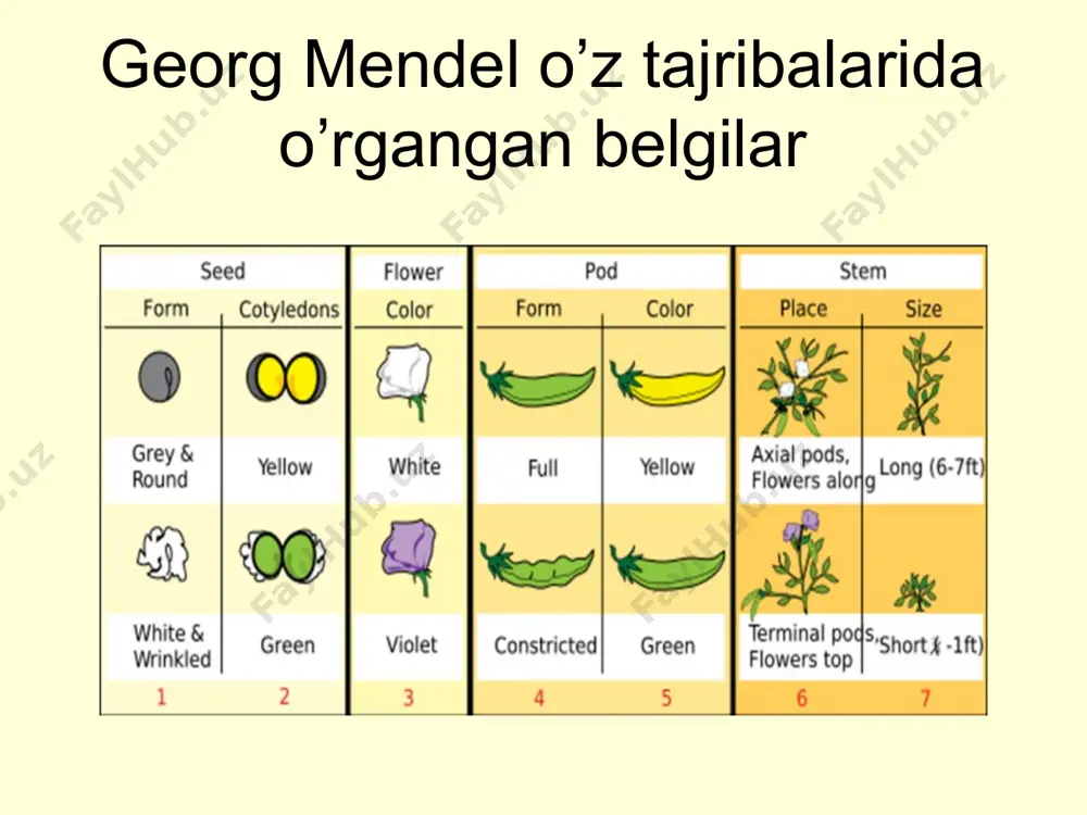 umumiy genetika asoslari. genlarni o’zaro ta’siri - Page 4