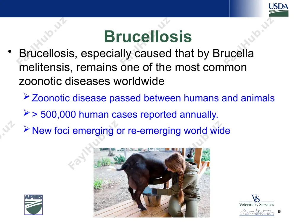 ired for infection in mice brucella spp. are considered as the most common laboratory-acquired pathogens estimated to account for up to 2% of all laboratory-associated infections spain (1999)---- 11.9% of the 628 surveyed microbiology laboratory workers had suffered from laboratory-acquired brucellosis (bouza et al., 2005). 14 safeguarding animal health estimated to account for up to 2% of all laboratory-associated infections et al., 2004). a spanish survey conducted in 1999 showed that 11.9% of the 628 surveyed clinical microbiology laboratory workers had suffered from laboratory-acquired brucellosis (bouza et al., 2005 14 animal vaccine in regions with high prevalence of the disease, the only way of controlling and eradicating this zoonosis is by vaccination of all susceptible hosts and elimination of infected animals (briones et al., 2001). most commonly used vaccines against bovine brucellosis b. abortus strain 19 b. abortus strain rb51 15 safeguarding animal health vaccine- b. melitensis b. melitensis strain …