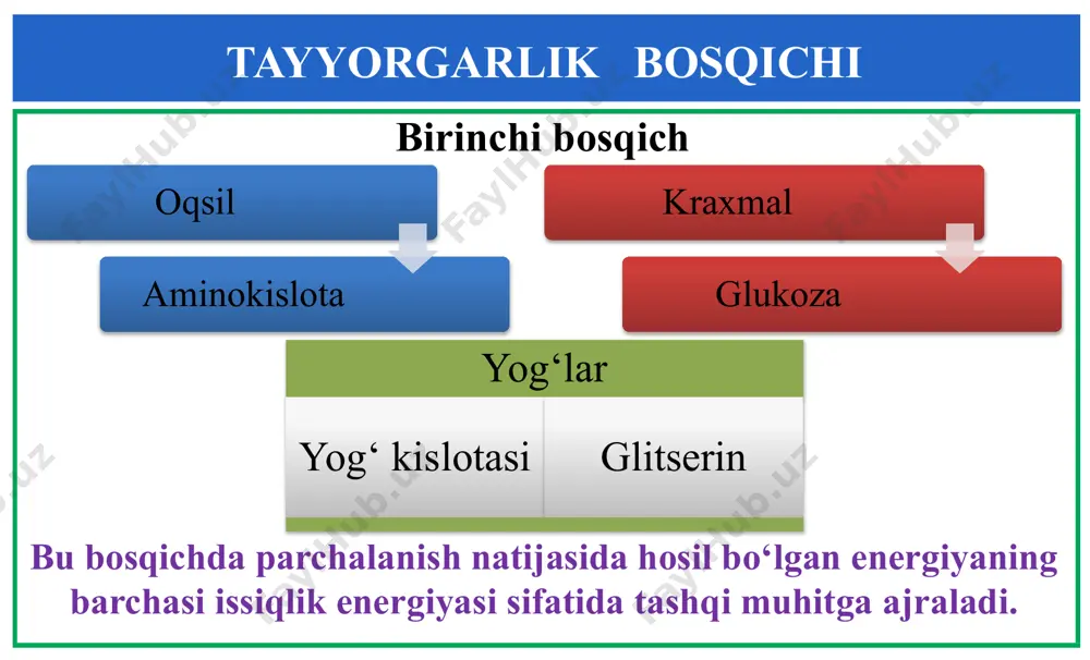 energiya almashinuvi bosqichlari - Page 5