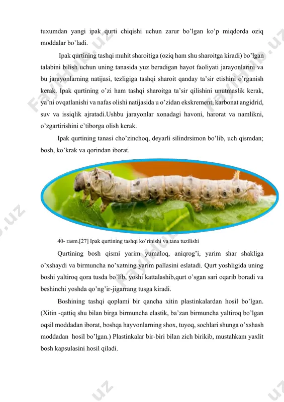 shga layoqatli bo’lgan, yaxshi rivojlangan kapalak chiqadi. tuxumda esa embrion rivojlanishi, undan so’ng tuxumdan yangi ipak qurti chiqishi uchun zarur bo’lgan ko’p miqdorda oziq moddalar bo’ladi. ipak qurtining tashqi muhit sharoitiga (oziq ham shu sharoitga kiradi) bo’lgan talabini bilish uchun uning tanasida yuz beradigan hayot faoliyati jarayonlarini va bu jarayonlarning natijasi, tezligiga tashqi sharoit qanday ta’sir etishini o’rganish kerak. ipak qurtining o’zi ham tashqi sharoitga ta’sir qilishini unutmaslik kerak, ya’ni ovqatlanishi va nafas olishi natijasida u o’zidan ekskrement, karbonat angidrid, suv va issiqlik ajratadi.ushbu jarayonlar xonadagi havoni, harorat va namlikni, o’zgartirishini e’tiborga olish kerak. ipak qurtining tanasi cho’zinchoq, deyarli silindrsimon bo’lib, uch qismdan; bosh, ko’krak va qorindan iborat. 40- rasm.[27] ipak qurtining tashqi ko’rinishi va tana tuzilishi qurtining bosh qismi yarim yumaloq, aniqrog’i, yarim shar shakliga o’xshaydi va birmuncha no’xatning yarim pallasini eslatadi. qurt yoshligida uning boshi yaltiroq qora tusda bo’lib, yoshi kattalashib,qurt o’sgan sari oqarib boradi va beshinchi yoshda …