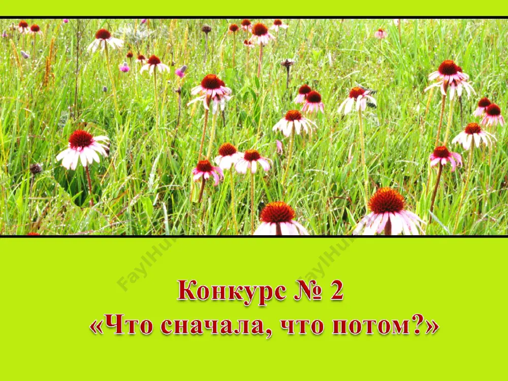 путешествие в мир лекарственных растений - Page 5