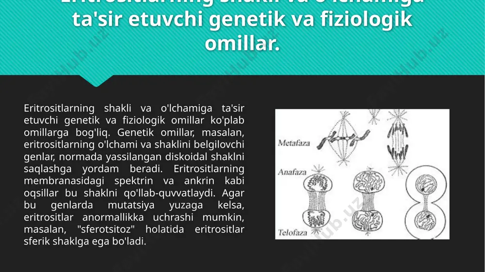 a gemoglobinning afiniteti ph darajasiga bog'liq. eritrositlarning faoliyatiga ta'sir etuvchi kasalliklar va atrof-muhit omillari. kasalliklardan biri anemiya bo'lib, bu holat eritrositlar sonining kamayishi yoki ularning samaradorligining pasayishi bilan tavsiflanadi. anemiya turi va sababiga qarab eritrositlarning shakli va o'lchami o'zgarishi mumkin. masalan, temir yetishmovchiligi anemiyasida eritrositlar kichik va rangsiz bo'ladi, chunki temir gemoglobin sintezida muhim rol o'ynaydi. megaloblastik anemiya esa vitamin b12 yoki foliy kislotasining yetishmasligi sababli eritrositlarning hajmini oshiradi. hemolitik anemiyada esa eritrositlarning tezda parchalanishi natijasida ularning hayot sikli qisqaradi. atrof-muhit omillari ham eritrositlarning faoliyatiga katta ta'sir ko'rsatadi. misol uchun, yuqori balandlikda yashovchi odamlar va tog'larda ishlovchilar kislorod yetishmovchiligi (gipoksiya) holatiga duchor bo'lishadi. bunday sharoitlarda, organizm ko'proq eritrosit ishlab chiqarish uchun eritropoetin (epo) gormonini chiqaradi. buning natijasida eritrositlar soni va o'lchami ortadi, bu kislorod tashish qobiliyatini yaxshilaydi. atrof-muhitdagi ifloslanish, xususan, havodagi uglerod oksidi yoki boshqa zararli gazlar eritrositlarning faoliyatiga ta'sir qilishi mumkin. bu gazlar eritrositlarning kislorod bilan bog'lanish qobiliyatini pasaytiradi …