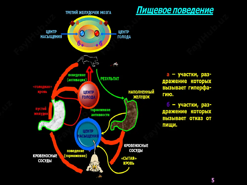 огастрон, серотонин, соматостатин,секретин,холецистокинин – панкреозимин,нейротензин,ёғлар,ширинликлар, гастрон, норадреналин одамда меъдани текшириш усуллари эндоскопия меъда ширасини биохимик анализи зонд ютиш электрогастрография эндорадиозондлаш усули рентгеноконтраст усули зондсиз усуллар оқ чизиқ кесмаси меъданинг катта эгрилиги фистулани меъдага киритилиши кисет чокини қўйилиши тери жароҳатига фистулани маҳкамланиши меъданинг катта эгрилиги “кичкина маъдача”ни бичиш оқ чизиқ кесмаси қорин бўшлиғига жойлаштириш “кичкина меъдача” тешигини тери жароҳатига маҳкамлаш чоклар қўйиш бола хазм органлари шиллиқ пардаси жуда нозик бўлиб, уларни қон билан таъминланиши,лимфатик тизими яхши шакилланган бўлади,аммо эластик элементлари суст ривожланган.бу болаларда турли хил яллиғланиш кассаликларини ривожланишига сабаб бўлади.ичак эпителиси юқори ўтказувчан бўлиб,у тўлиқ ва чала парчаланган озиқа ва микробларни енгил ўтказади:. бола меъда шираси кислоталилиги паст ферментатив фаоллиги кучсиз бўлади.бу холат озуқани секин парчаланишига ва бактериал жараённи ривожланишига олиб келади,натижада токсик моддалар қонга сўрилади. ёш болаларда (1-5 ёш) хазм органларининг кассаликлари кўпроқ кузатилади бу жигар фаолиятини кам ривожлангалига, хамда болани шу ёшларда жадал ривожланиши билан боғлиқ бўлади деб қаралади. …