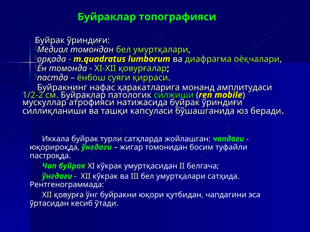 сийдик чиқарув аъзоларининг анатомияси - Page 5