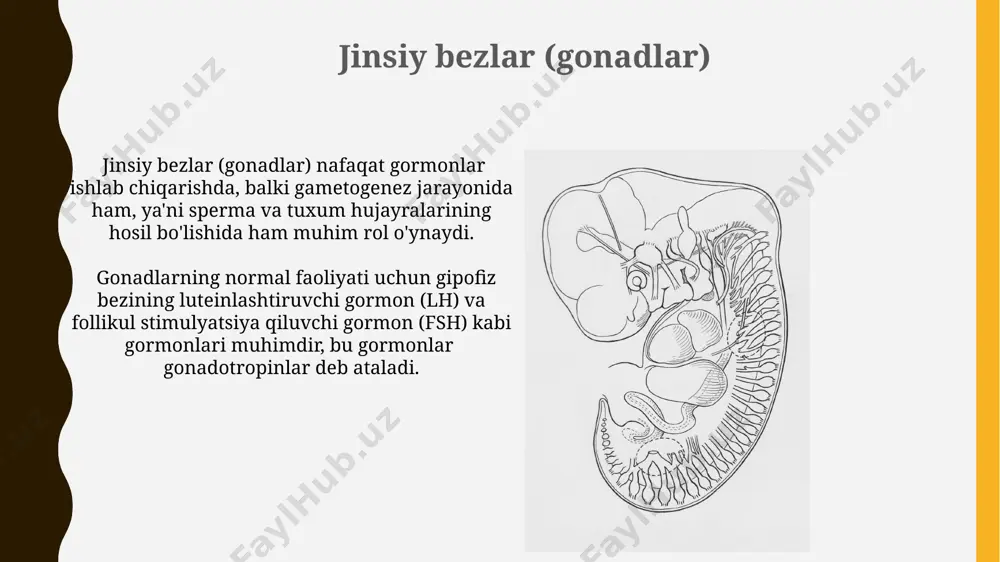 funksiyasi pankreasning endokrin funksiyasi, asosan, qondagi glyukoza darajasini, ya’ni glikemiya ni 2.5-6 mmol/l oralig'ida ushlab turishga qaratilgan. α-hujayralar glyukagon gormonini, δ-hujayralar esa somatostatin gormonini ajratib chiqaradi, ular qon shakar miqdorini tartibga solishda muhim rol o'ynaydi. periferik endokrin bezlarning o'zaro ta'siri periferik endokrin bezlar, masalan, qalqonsimon va buyrak usti bezlari, bir-biri bilan gormonlar orqali, masalan, tiroksin (t4) va kortizol orqali 2-3 bosqichli regulyatsiya mexanizmlari orqali o'zaro ta'sir qiladi. buyrak usti bezlarining medulla qismi tomonidan ajratib chiqariladigan adrenalin va noradrenalin gormonlari qalqonsimon bezining t3 va t4 gormonlari sekretsiyasini kuchaytirib, metabolik tezlikni oshiradi. paraşitoit bezlar paratiroid bezlari qalqonsimon bezning orqa yuzasida, odatda to‘rtta bo‘lib joylashgan va kaltsiy metabolizmini tartibga soluvchi parathormon (pth) gormonini ishlab chiqaradi. gipoparatiroidizm paratiroid bezlarining yetarli darajada pth ishlab chiqarmasligi bilan bog'liq bo'lib, bu esa qon plazmasida kaltsiy darajasining pasayishiga va tetani (mushak spazmlari) rivojlanishiga olib kelishi mumkin. e'tiboringiz uchun rahmat @taqdimot_robot image1.jpg image2.jpg image3.jpg image4.jpg image5.jpg image6.jpg image7.jpg image8.jpg …
