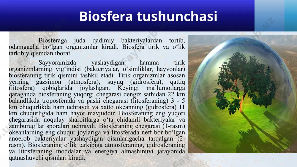 viy jarayonlarni ta’minlaydi. bu funksiya natijasida organizmlarning oziqlanishi, nafas olishi, ko‘payishi, o‘lgan organizmlarning parchalanishi, chirishi kabi jarayonlar bo‘lib turadi. tirik organizmlarning xilma-xilligi va ularning yer sharida tarqalishi biosferadagi tirik moddalar (organizmlar) ning umumiy massasi biomassa deyiladi. hozirgi vaqtda yer sharida yashaydigan barcha tirik organizmlarning 2 milliondan ortiq turi mavjud bo‘lib, shundan 1,5 millionga yaqin turi hayvonlarga va 500 mingga yaqini esa o‘simliklarga xosdir. shu turlarning 93% i quruqlikda, 7% i esa suvda hayot kechiradi. okeanlar yer yuzining 70% ni egallaganiga qaramay, yer biomassasining 0,13% ni hosil qiladi. o‘simliklar ma’lum bo‘lgan organizm turlarining 21% ni yer biomassasining 99% dan ortig‘ini tashkil etadi. hayvonlar turlari barcha organizmlarning 70% ni qamrab olganiga qaramay ularning biomassadagi hissasi 1% dan kamroqdir. hayvonlardan 96% umurtqasizlar va 4% i esa umurtqalilardan iborat. umurtqalilarning faqat 10% sut emizuvchilarga to‘g‘ri keladi. tirik moddalar o‘zining massasiga ko‘ra o‘lik moddalarning 0,01-0,02% nigina tashkil etsa ham lekin biosferaning asosiy funksiyalarini amalga oshirishda …