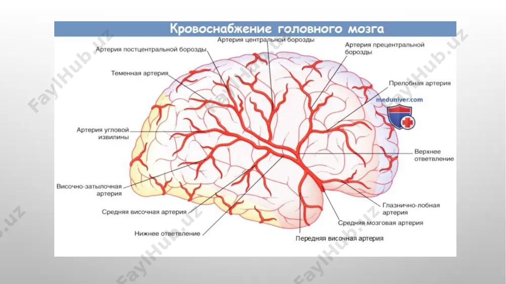iladigan tranzitor ishemik atakalar bu sohada tia, asosan, umurtqa arteriyalari stenozida rivojlanadi. buning asosiy sabablari – servikal disk churralari, ateroskleroz va arteriyalarning patologik anomaliyalaridir. sistem bosh aylanishlar, quloq shang‘illashi, vestibulyar va serebellyar ataksiya, diplopiya, dizartriya, fotopsiyalar, qalqib ketish, ko‘ngil aynish va hiqichoq kabi simptomlar to‘satdan paydo bo‘lib o‘tib ketadi. karotid havzada ro‘y bergan tia ga qaraganda, vertebrobazilyar havzada ro‘y bergan tia ni aniqlash birmuncha mushkul hisoblanadi. chunki bu sohadagi tia da lokal serebral simptomlar juda kam uchraydi. vertebrobazilyar sohada tia rivojlanishiga boshni to‘satdan yon tomonga burish yoki orqaga qayirish ham turtki bo‘ladi. bu holatlar, ko‘pincha umurtqa arteriyalarining kuchli stenozi va kuchli rivojlangan bo‘yin osteoxondrozida ro‘y beradi o’tkir gipertonik ensefalopatiya o‘tkir gipertonik ensefalopatiya – arterial qon bosimning keskin ko‘tarilishi natijasida bosh miyada qon aylanishining o‘tkir diffuz buzilishi bilan namoyon bo‘luvchi klinik sindrom. o‘tkir gipertonik ensefalopatiya tia va miya insultlari kabi o‘tkir serebrovaskulyar kasalliklar sirasiga kiradi. klinikasi kasallik zo‘rayib boruvchi kuchli bosh …