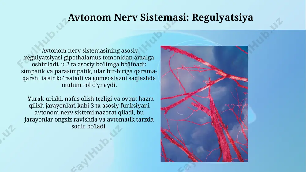 g faoliyatini tartibga soladi, ularning funksiyalarini bradikardiya, bronxokonstriksiya va oshqozon kislotaliligini kamaytirish orqali tartibga soladi. parasempatik nerv sistemasining asosiy neyrotransmitteri asetilxolin boʻlib, u muskarinik va nikotinik retseptorlar orqali taʼsir koʻrsatadi, yurak urish tezligini daqiqasiga 60-100 urishdan 70-80 urishgacha pasaytiradi. somatik va avtonom nerv sistemasi: kirish sensor retseptorlardan olingan ma'lumotlarning 90% dan ortig'i avtonom nerv sistemasiga yetib borishi va tananing ichki muhitini nazorat qilishda muhim ahamiyatga ega ekanligi. somatik nerv sistemasining 12 juft kranial nerv va 31 juft spinal nervdan iborat ekanligi va ixtiyoriy harakatlarni boshqarishda asosiy rol o'ynashi. somatik nerv sistemasi: voliylash somatik nerv sistemasining voliy funktsiyasi o'ziga xos neyrotransmitterlar, masalan, atsetilxolin, orqali amalga oshiriladi va bu mushak tolalarining 10-20 millisekund ichida qisqarishiga olib keladi. voliy harakatlarning tezligi va aniqligi piramidal yo'llar va ekstrapiramidal yo'llar orqali uzatiladigan nerv impulslarining o'zaro ta'siri bilan belgilanadi, ularning faoliyati 100 dan ortiq neyronlarni o'z ichiga oladi. avtonom nerv sistemasi: simpatatik nerv sistemasi simpatik faollik …