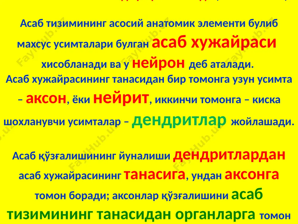 дающий – x n.vagus добавочный – xi n.accessorius подъязычный – xii n. hypoglossus орка миянинг тузилиши орка миянинг кундаланг кесими image1.png image2.png image3.png image4.png /docprops/thumbnail.jpeg