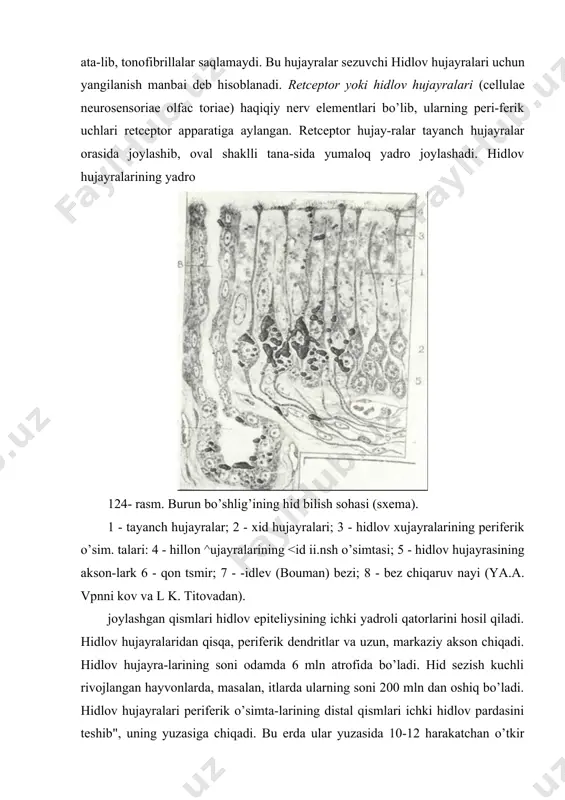 lardan bosh-lanuvchi uzunasiga joylashgan 9 ta juft periferik va 2 ta markaziy ipchalarga ega. tutam shaklida yotgan bu ipchalar sirtdan hujayra pardasi bilan o’ralgan. «to’g’nog’ich» tcitoplazmasida bir qator ximiyaviy aktiv moddalar bo’ladi. hidli moddalar ta’sirida hidlov hujayralarining periferik o’simtalari qis-qarishi mumkin. markaziy o’simta yoki a k s o n hidlov hujayralarining bazal qismidan boshlanib bazal membranaga yo’naladi. tcito-plazmatik membrana bilan o’ralgan markaziy o’simtalarda mito-xondriyalar yotadi. markaziy o’simtalar tayanch hujayralar ora-sidan o’tib bazal membranani teshgach, ular 20-40 ta tutamlar (fila olfactoria ) hosil qilib hidlov nervi tarkibida hidlov so’g’onlariga kiradi. hidlov epiteliysi bazal membranada joylashadi, uning ostida esa biriktiruvchi to’qimadan tuzilgan, qon, limfa tomirlari va nerv oxirlariga boy xususiy qatlam yotadi. bundan tashqari bu erda maxsus (boumen) i bezlari (glandula olfactoria) joylashadi. bu bezlar oddiy, ba’zan tar-moqlanuvchi naysimon-al’veolyar bezlar bo’lib, ularning chiqa-ruv yo’llari alohida yotuvchi naychalar holida hidlov epiteliy-sini teshib o’tadi. chiqaruv yo’llarining bir qator yotgan yassi mioepitelial hujayralari sekretor faoliyatga …