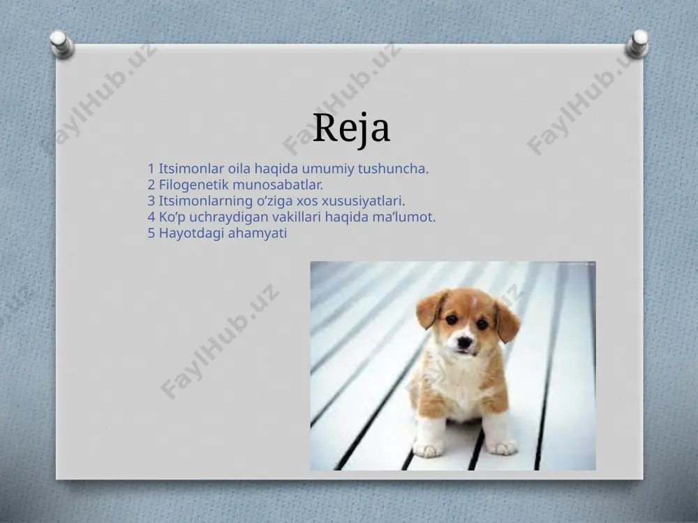 shuningdek, kanidlar oilasi tez orada uchta kenja oilaga boʻlindi, ularning har biri eotsen davrida bir-biridan ajraldi: gesperosiyoninalar, borophaginae va caninae .caninae - tirik qolgan yagona kenja oilasi va hozirgi barcha kanidlar, jumladan bo'rilar, tulkilar, koyotlar, shoqollar va uy itlari. har bir subfamilaning a'zolari vaqt o'tishi bilan tana massasining o'sishini ko'rsatdilar va ba'zilari ularni yo'q bo'lib ketishga moyil bo'lgan ixtisoslashgan giperkarnivor dietalarini namoyish etdilar itsimonlarning o’ziga xos xususiyatlari yovvoyi kanidlar antarktidadan tashqari har bir qit'ada uchraydi va turli xil yashash joylarida, jumladan cho'llar , tog'lar , o'rmonlar va yaylovlarda yashaydi . ular uzunligi 24 sm va og'irligi 0,6 kg bo'lishi mumkin. arpabodiyon tulkisi uzunligi 160 sm gacha bo'lishi mumkin. kulrang bo'rining uzun va og'irligi esa 79 kg gacha bo'lishi mumkin. faqat bir nechta turlar daraxtzorda yashaydi - kulrang tulki , yaqin qarindosh orol tulkisi va rakun it odatda daraxtlarga chiqishadi. bo’ri — itsimonlar oilasiga mansub yirtqich sut emizuvchi hayvon. yevropa, osiyo …
