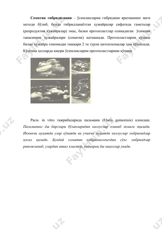 ия технологиясига хосдир. ўсимлик ҳужайралари бактерияларга нисбатан секин ўсишига қарамай, уларнинг ҳарактеристикаси бир-бирига яқиндир. шунга қарамай, муҳим органик бирикмаларни фақат ўсимлик ёки ҳайвон ҳужайралари синтезлайди. бу эса ўз навбатида янги технологияларни яратишни талаб қилади. ҳайвон ҳужайралари ё суспензия кўринишида ёки қаттиқ субстратга бириктирилган ҳолда ўстирилади. бундай ҳужайралар, масалан, hela (инсон ўсмаси ҳужайраси) иккала ҳолатда ҳам ўсиши мумкин; лимфобластом ҳужайралар суспензион культурада, нормал диплоид ҳужайралар эса қаттиқ субстратга бириктирилган ҳолда ўсади. охирги пайтларда ҳужайра ўсишини назорат қилувчи системалар «бухта» кўринишида ўралган, газни ўтказувчан тефлон трубкаларга асосланган. бундай шароитларда кўплаб ҳужайраларни культурасини олиш мумкин. яна бир самарали метод, бу ҳужайраларнинг унча катта бўлмаган маржонлар (шарчалар, микроташувчилар)га бириктирилишига асосланган усулдир. шарчалар сефадексдан ясалиб, юзаси 7 см2/мг бўлиши мумкин. шарчалар суспензион ҳолатда суза олади ва уларда турли типдаги ҳужайралар ўсиши мумкин. бу усул ёрдамида инсон интерферони олинмоқда. фойдаланилган адабиётлар: 1. альбер сассон. биотехнология: свершения и надежды. издательство «мир», 1987. 2. а.н.евтушенков, ю.к.фомичев. введение в …