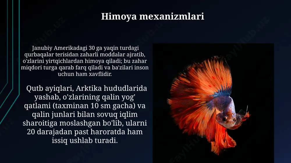 chi qirg'ovullar. kaplumbağalar, masalan, dengiz kaplumbağalari, yillar davomida 10 minglab kilometrlarni bosib o'tib, tuxum qo'yish uchun tug'ilgan joylariga qaytishadi, bu esa yer sharining ulkan maydonlarini qamrab oladi. ko'payishga moslashishlar hindistonning 2000 metr balandlikdagi tog'li hududlarida yashovchi qor leopardlari, yiliga 2-3 ta bola tug'ib, kam sonli avlodlarini qattiq iqlim sharoitlariga moslashtirishga intiladi. orol dengizi atrofidagi 30 ga yaqin baliq turi, suv sathining pasayishiga moslashish uchun, tuzlilik darajasiga chidamliligi yuqori bo'lgan tuxumlar qo'yib, populyatsiyasini saqlab qolishga harakat qilmoqda. muloqot va signalizatsiya afrika savannalarida yashovchi sherlar, 20 ga yaqin turli xil imo-ishoralar va ovozlardan foydalanib, ov strategiyasini muvofiqlashtirib, o`ljalarini samaraliroq ovlaydilar. ba`zi kemiruvchilar, jumladan, 30 ga yaqin turdagi sichqonlar, yuqori chastotali ultrotovushlar orqali, 100 metrgacha masofadan bir-birlarini topib, oziq-ovqat manbalari haqida ma`lumot almashadilar. inson faoliyati ta'siriga moslashishlar chernobil atrofidagi radiatsiyaga uchragan hayvonlar populyatsiyasi sonining 15% ga kamaygan bo'lsa-da, ba'zi turlar, masalan, kulrang bo'rilar, radiatsiyaga nisbatan yuqori darajada chidamlilikni namoyon etdilar. meksika qo'ltig'idagi neft …