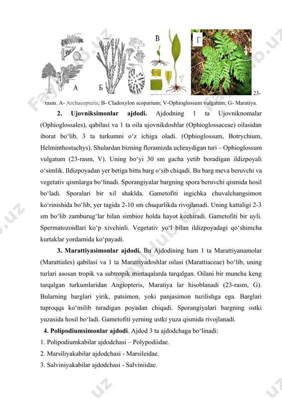 ing bo‘yi 30 sm gacha yetib boradigan ildizpoyali o‘simlik. ildizpoyadan yer betiga bitta barg o‘sib chiqadi. bu barg meva beruvchi va vegetativ qismlarga bo‘linadi. sporangiyalar bargning spora beruvchi qismida hosil bo‘ladi. sporalari bir xil shaklda. gametofiti ingichka chuvalchangsimon ko‘rinishida bo‘lib, yer tagida 2-10 sm chuqurlikda rivojlanadi. uning kattaligi 2-3 sm bo‘lib zamburug‘lar bilan simbioz holda hayot kechiradi. gametofiti bir uyli. spermatozoidlari ko‘p xivchinli. vegetativ yo‘l bilan ildizpoyadagi qo‘shimcha kurtaklar yordamida ko‘payadi. 3. marattiyasimonlar ajdodi. bu ajdodining ham 1 ta marattiyanamolar (marattiales) qabilasi va 1 ta marattiyadoshlar oilasi (marattiaceae) bo‘lib, uning turlari asosan tropik va subtropik mintaqalarda tarqalgan. oilani bir muncha keng tarqalgan turkumlaridan angiopteris, maratiya lar hisoblanadi (23-rasm, g). bularning barglari yirik, patsimon, yoki panjasimon tuzilishga ega. barglari tuproqqa ko‘milib turadigan poyadan chiqadi. sporangiyalari bargning ostki yuzasida hosil bo‘ladi. gametofiti yerning ustki yuza qismida rivojlanadi. 4. polipodiumsimonlar ajdodi. ajdod 3 ta ajdodchaga bo‘linadi: 1. polipodiumkabilar ajdodchasi – polypodiidae. 2. marsiliyakabilar …