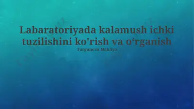 labaratoriyada kalamush ichki tuzilishini ko'rish va o‘rganish — PPTX
